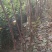 柿子树