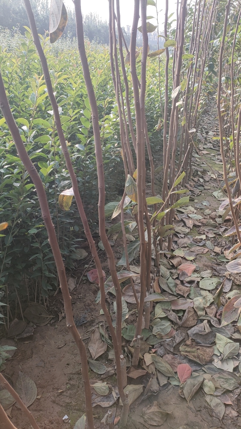 柿子树