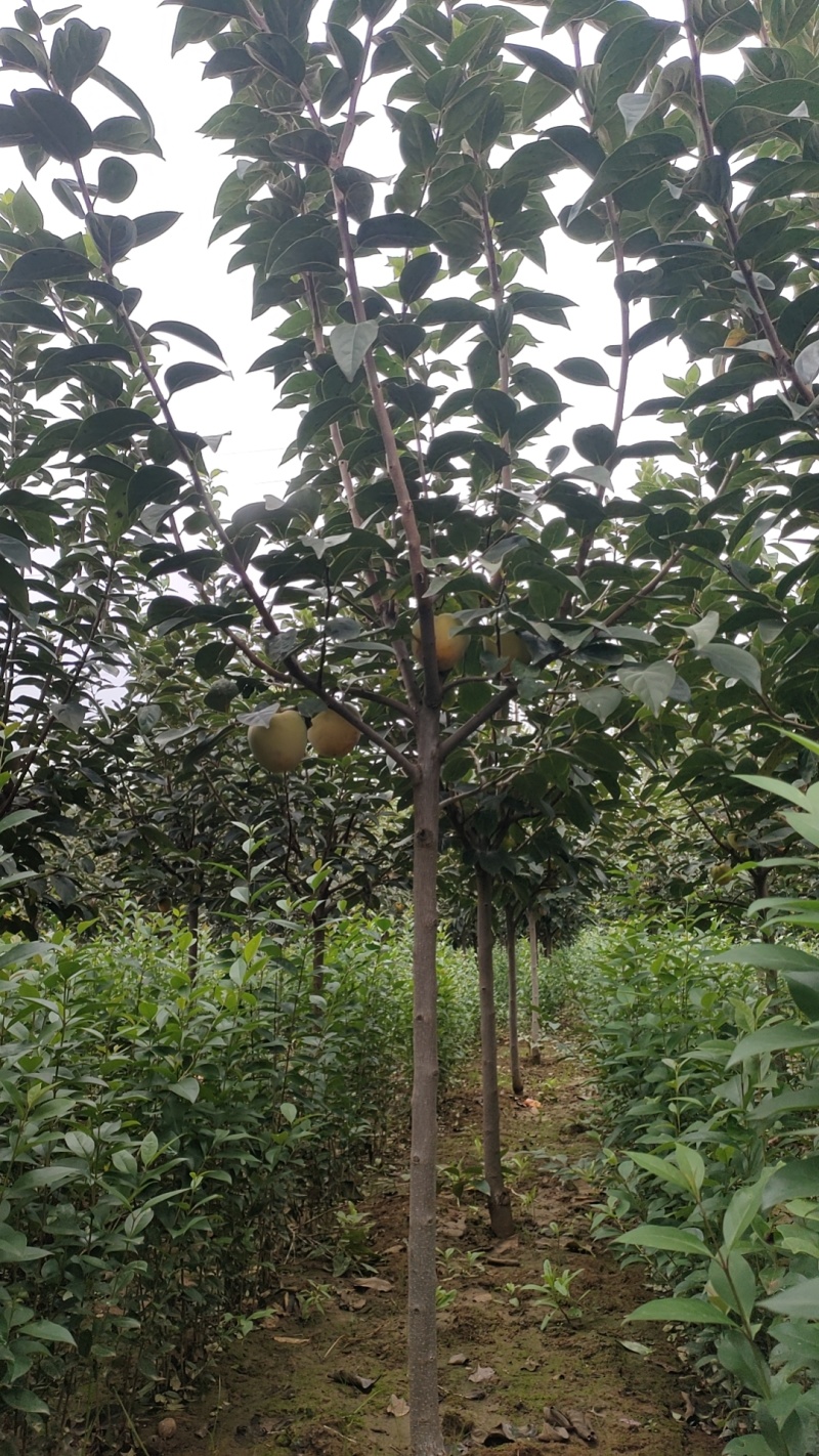 柿子树