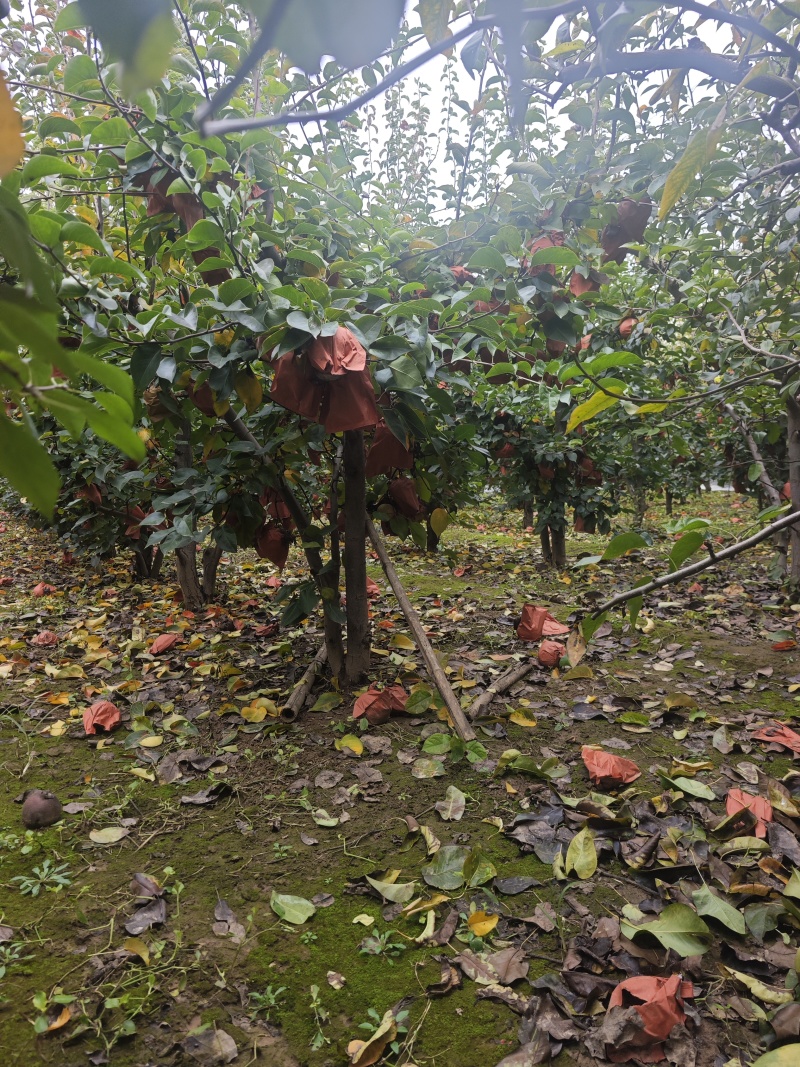 大量批发晚秋黄梨，口感好。自家种植的，价格好商量