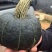 精品贝贝南瓜