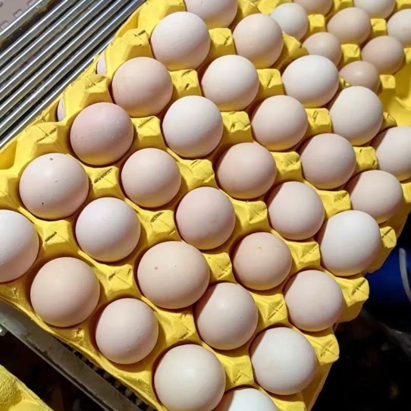 精品粉蛋通货质量保证