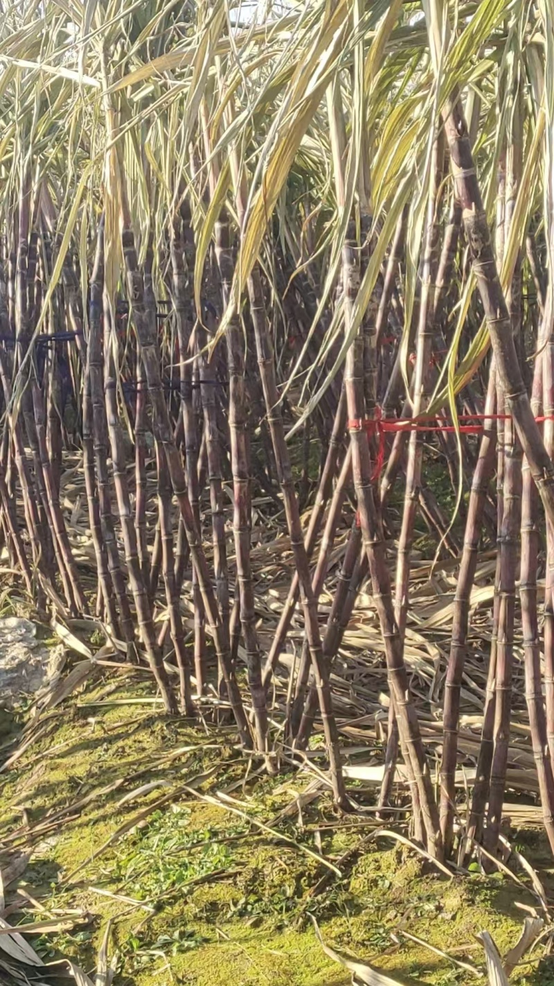 黑皮甘蔗多年种植，脆甜可口，熬糖甘蔗，一手货源，价格可谈