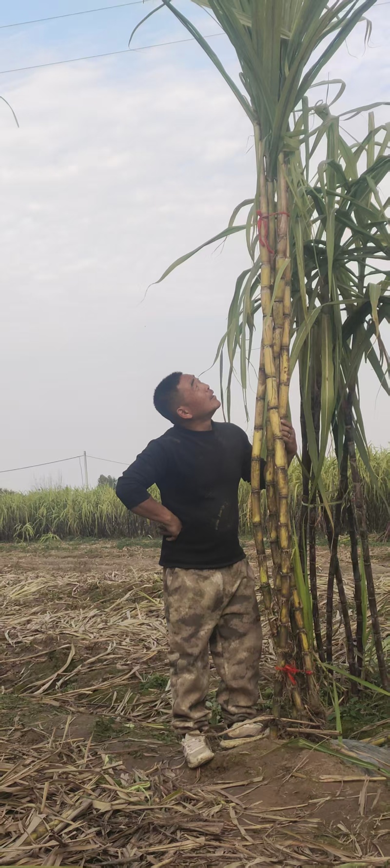 黄金甘蔗，自家种植，包甜，着急出货，价格可谈，品质保证