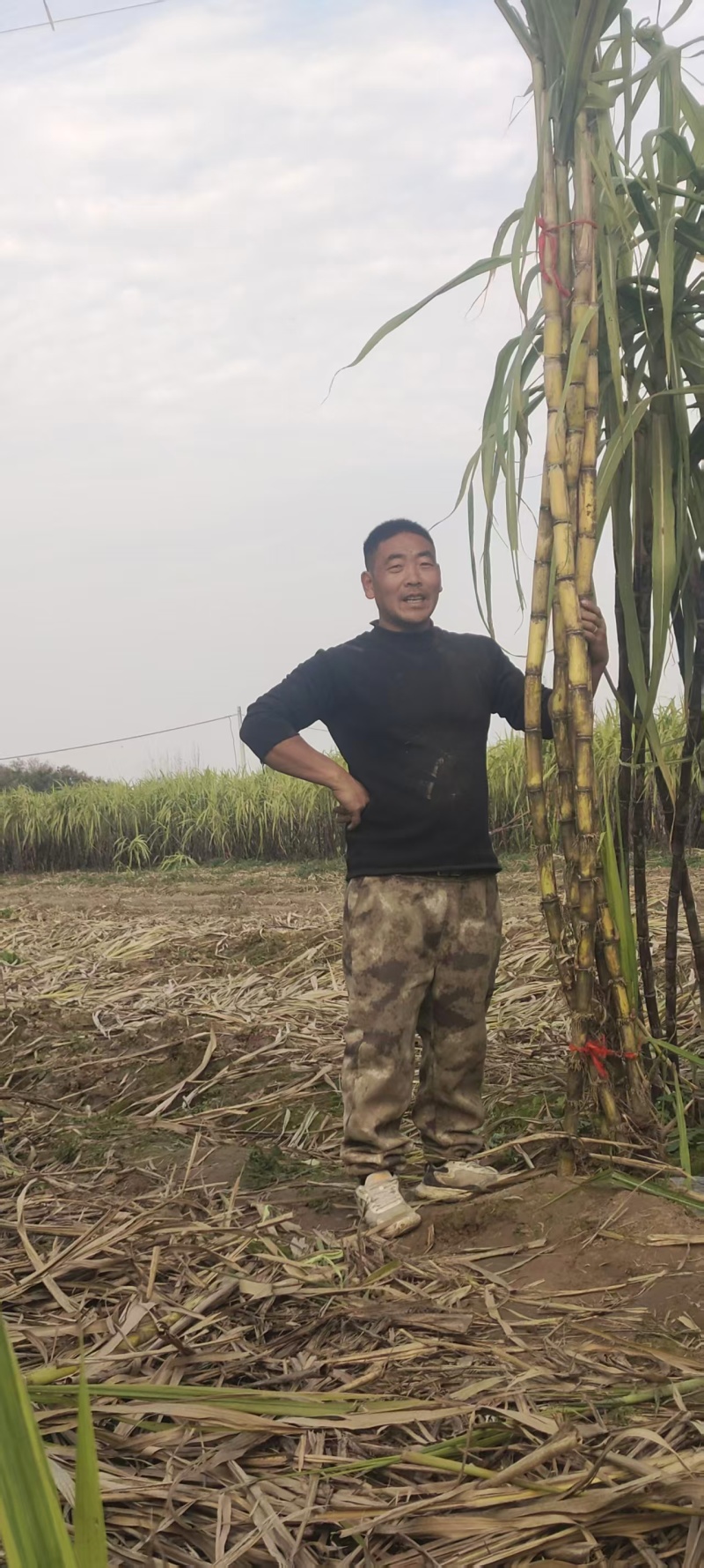 黄金甘蔗，自家种植，包甜，着急出货，价格可谈，品质保证