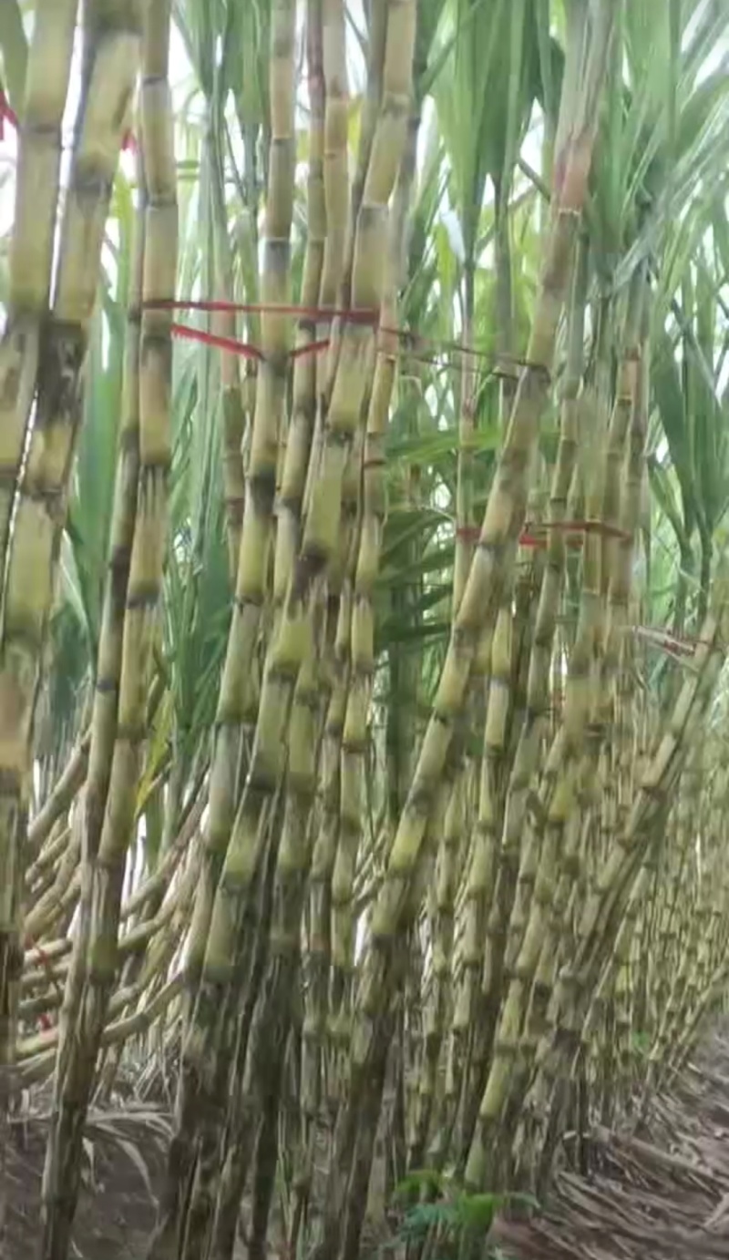 黄金甘蔗，自家种植，包甜，着急出货，价格可谈，品质保证