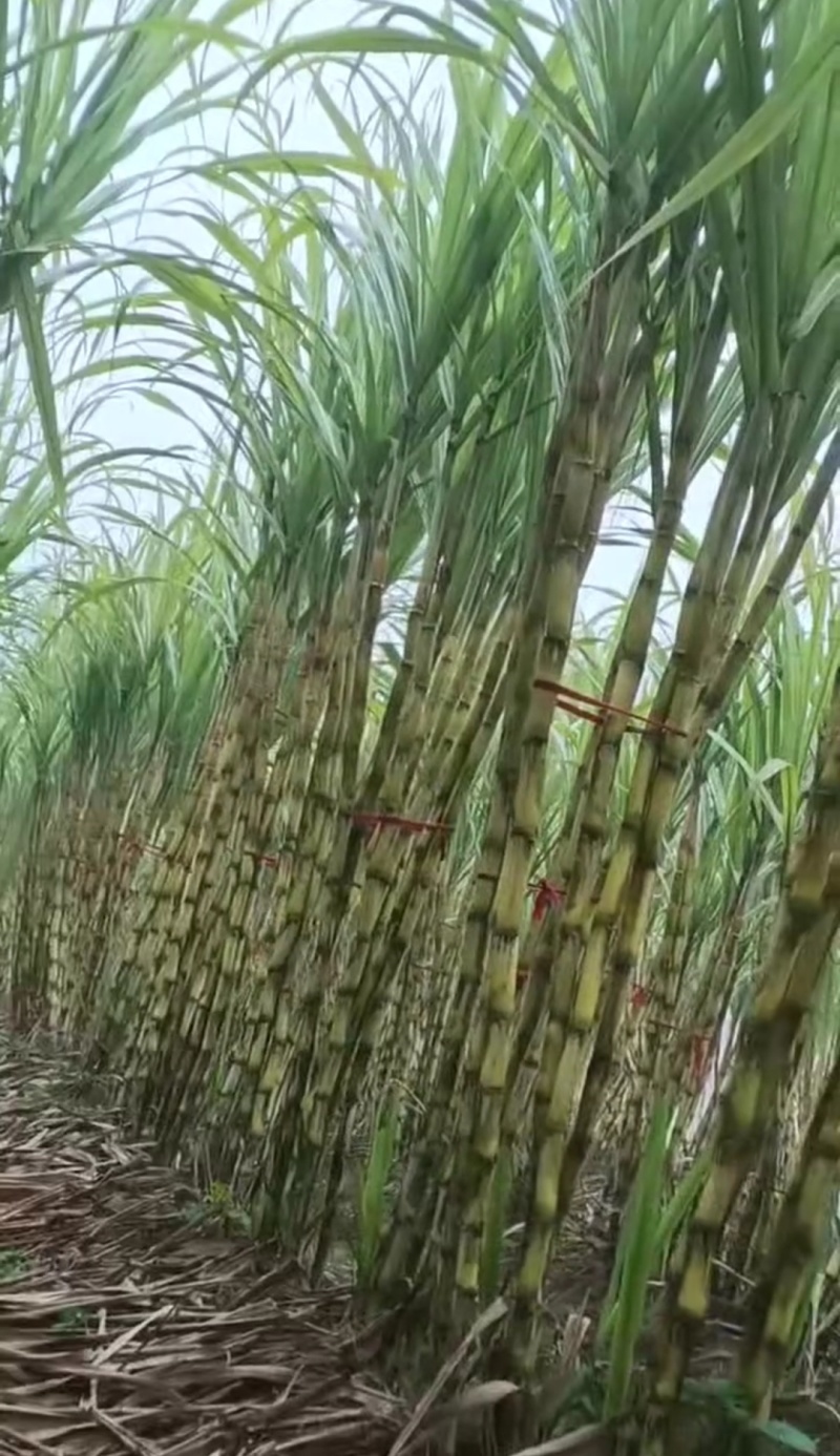 黄金甘蔗，自家种植，包甜，着急出货，价格可谈，品质保证