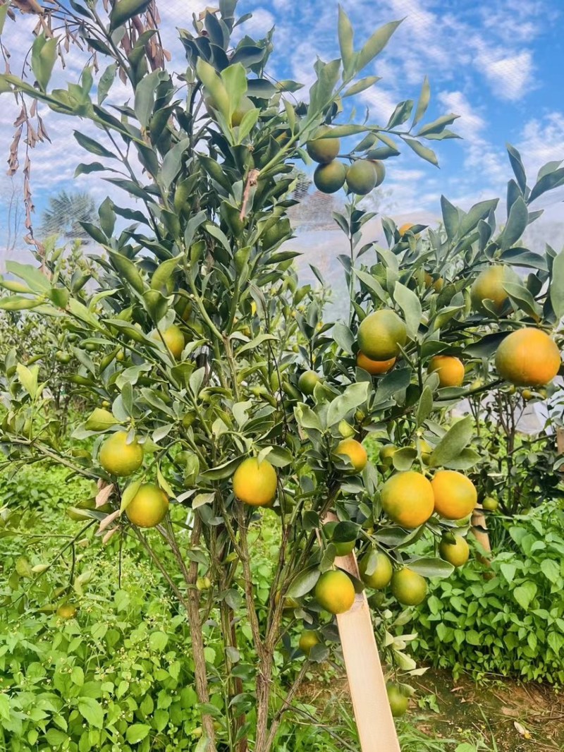 四川大凉山脆蜜金桔，大量有货