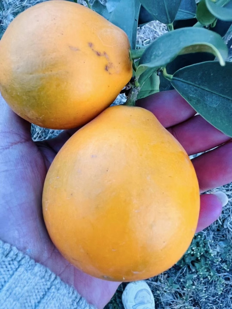 四川大凉山脆蜜金桔，大量有货