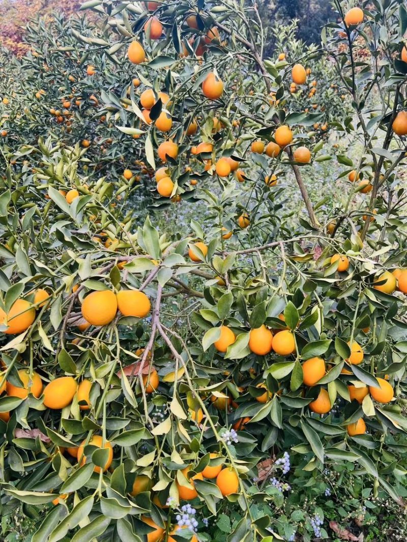 四川大凉山脆蜜金桔，大量有货