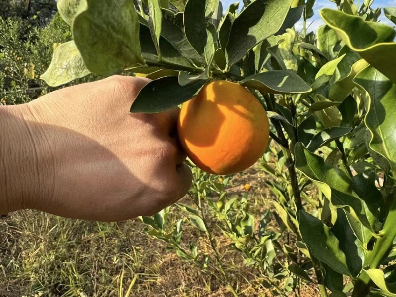 四川大凉山脆蜜金桔，大量有货