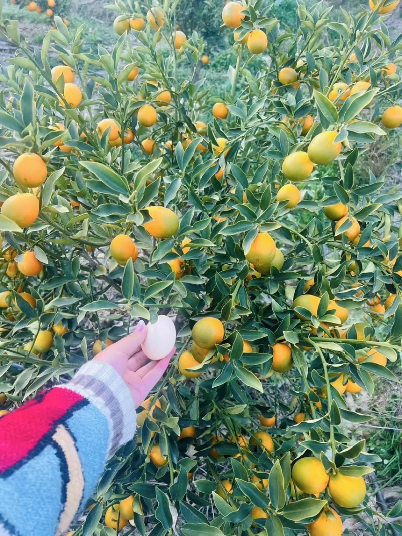 四川大凉山脆蜜金桔，大量有货