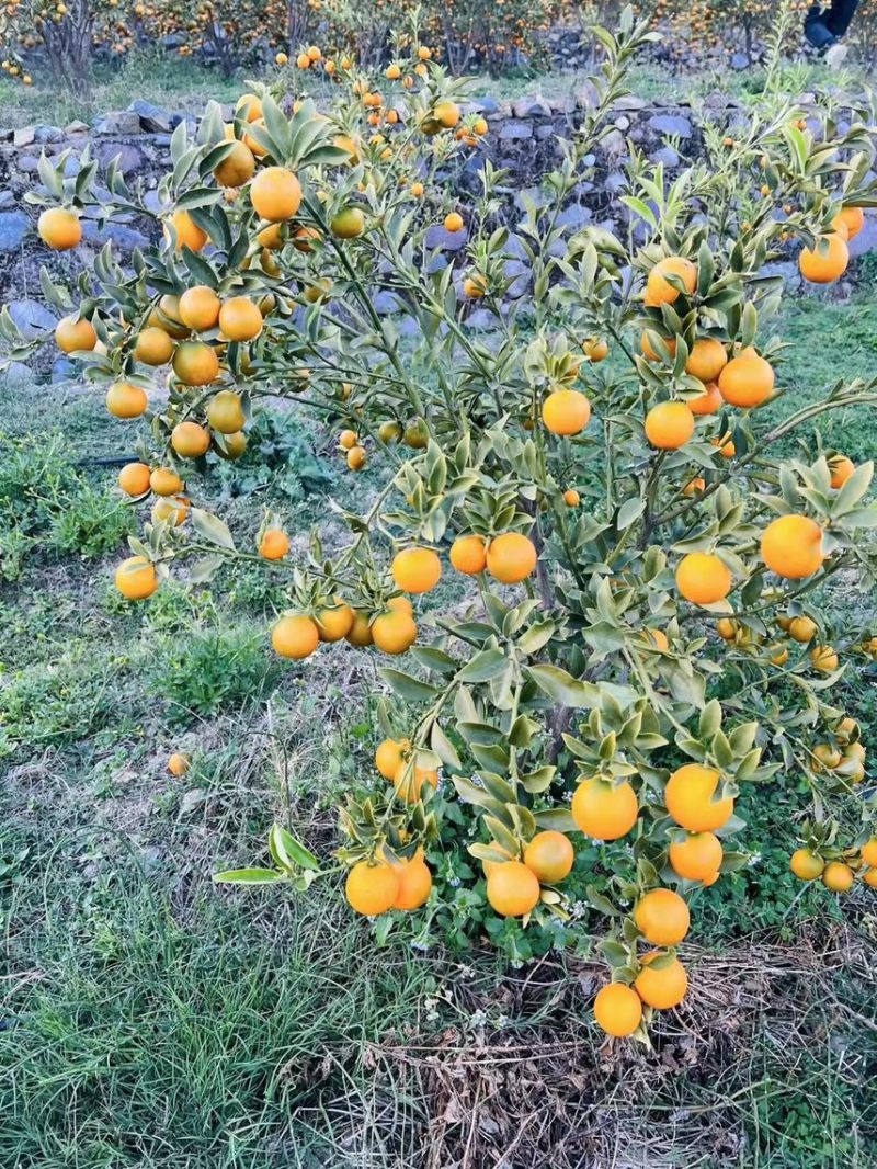 四川大凉山脆蜜金桔，大量有货