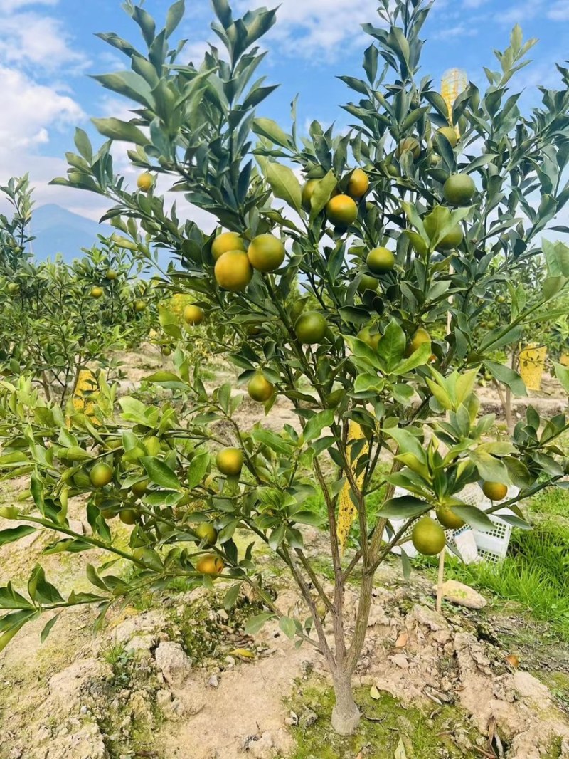 四川大凉山脆蜜金桔，大量有货