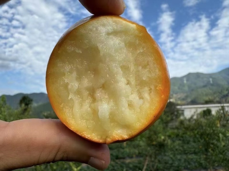 四川大凉山脆蜜金桔，大量有货