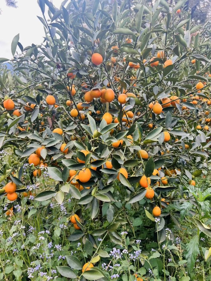 四川大凉山脆蜜金桔，大量有货