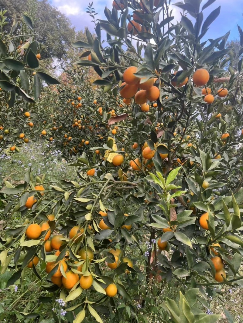 四川大凉山脆蜜金桔，大量有货