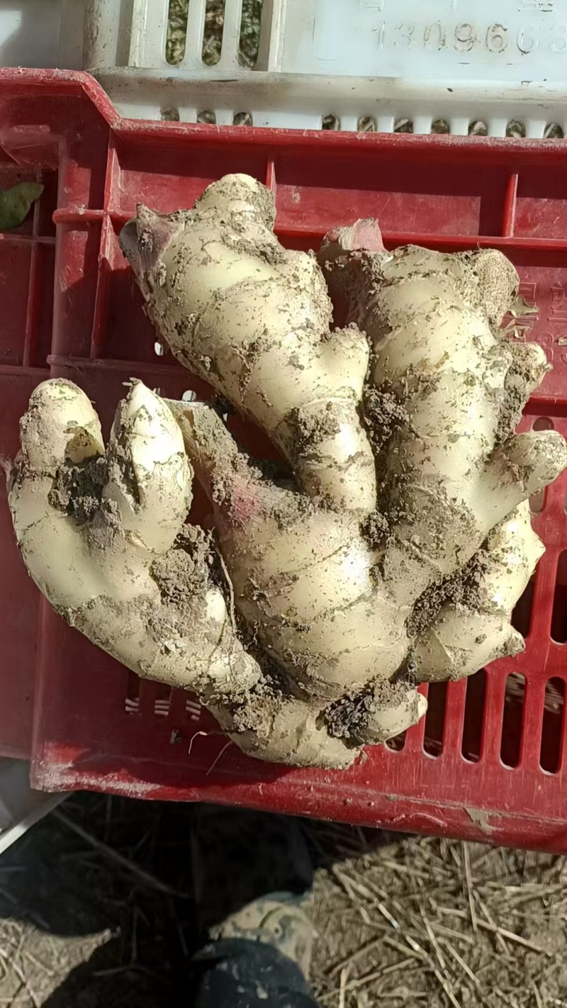 大黄姜