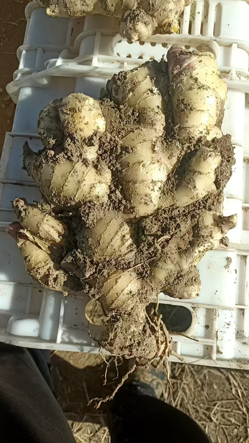 大黄姜
