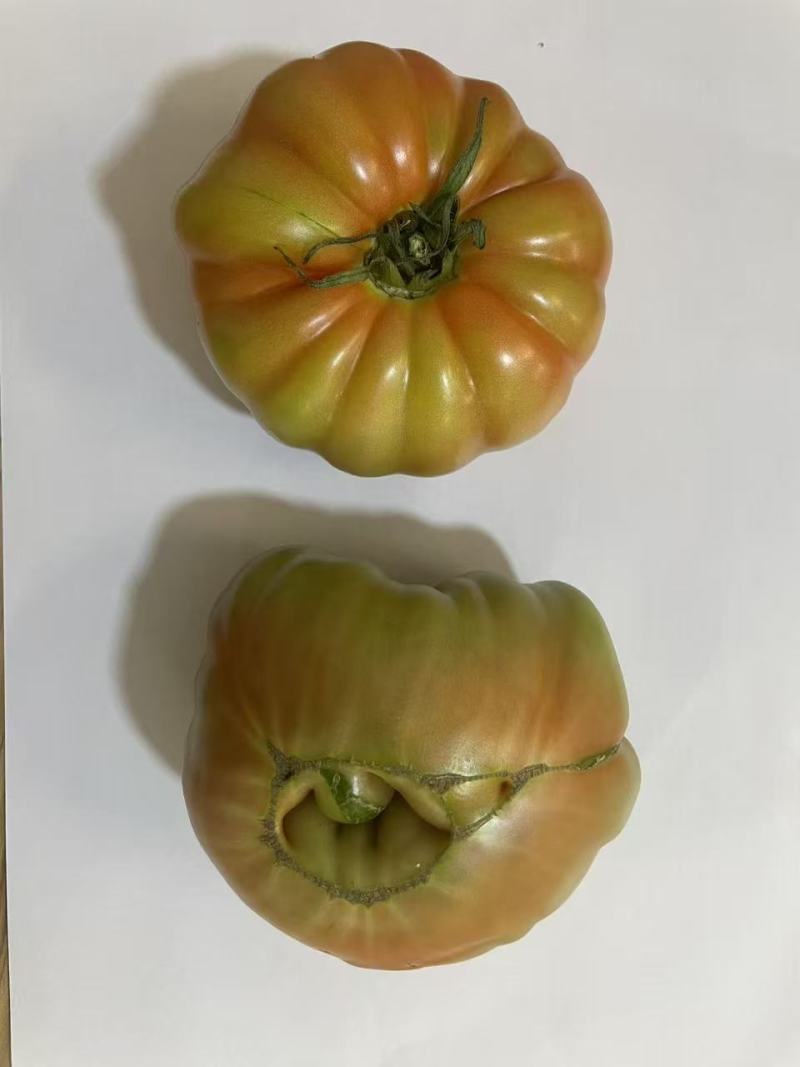 马蹄番茄/狮子头番茄/牛排番茄/西红柿/丑番茄/云南高原