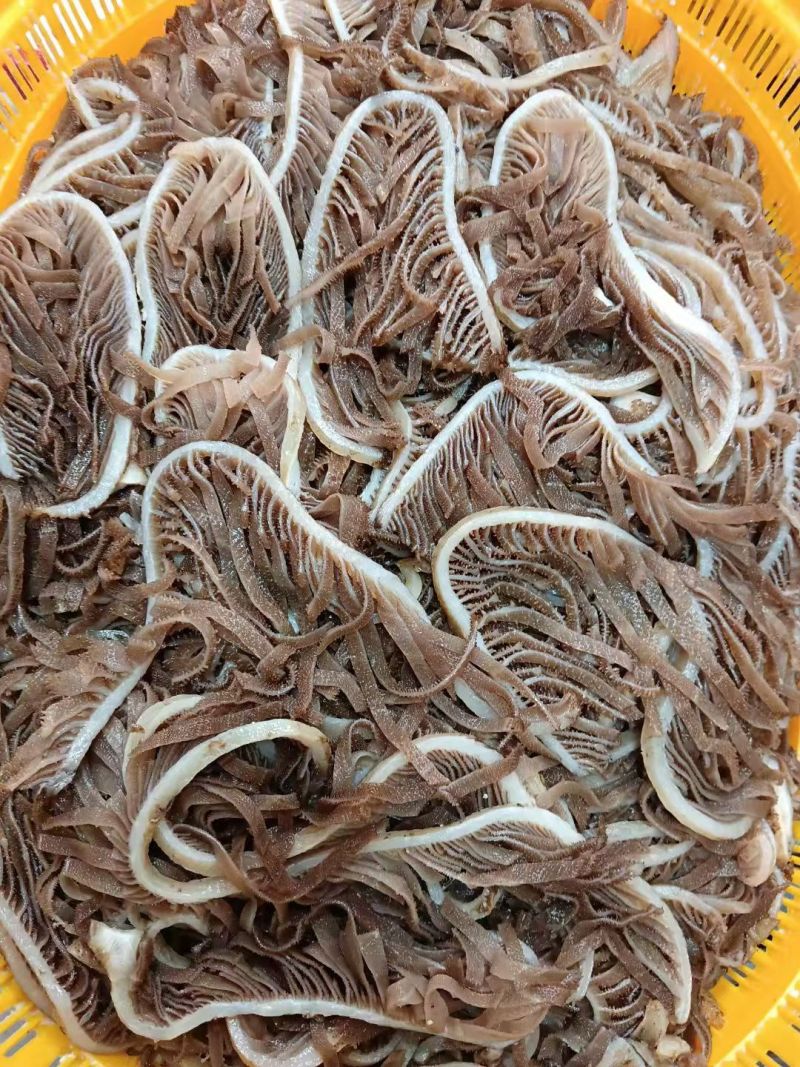 【工厂直销】毛肚百叶白千层茶色千层