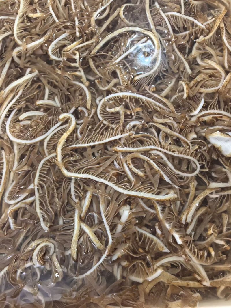 【工厂直销】毛肚百叶白千层茶色千层