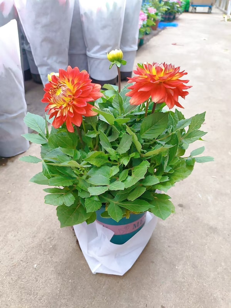 0.5加仑大丽花20盆装