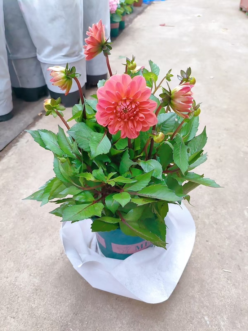 0.5加仑大丽花20盆装