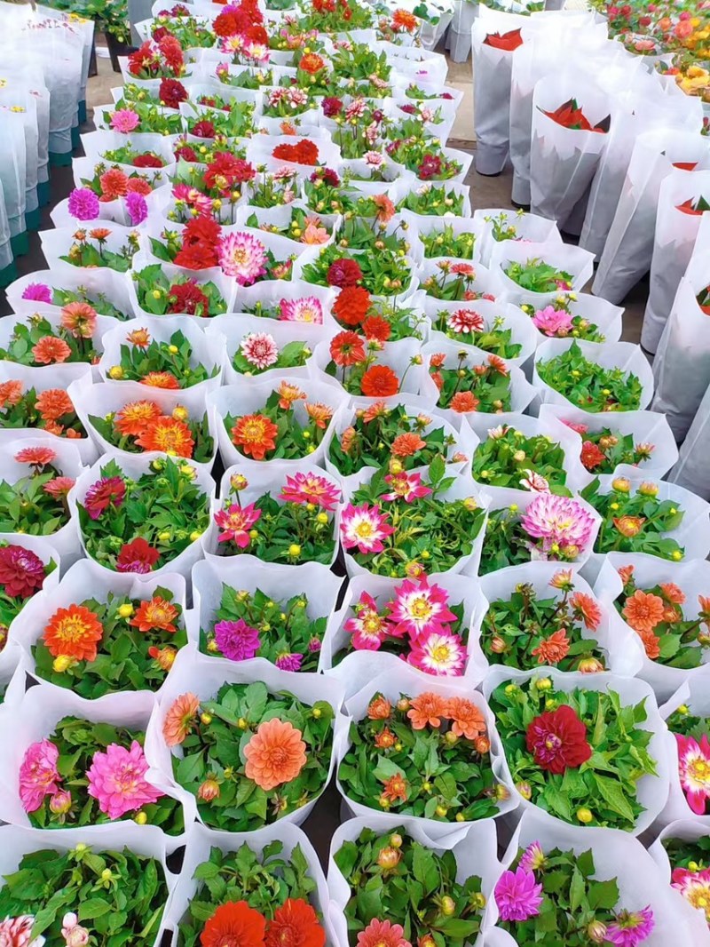 0.5加仑大丽花20盆装
