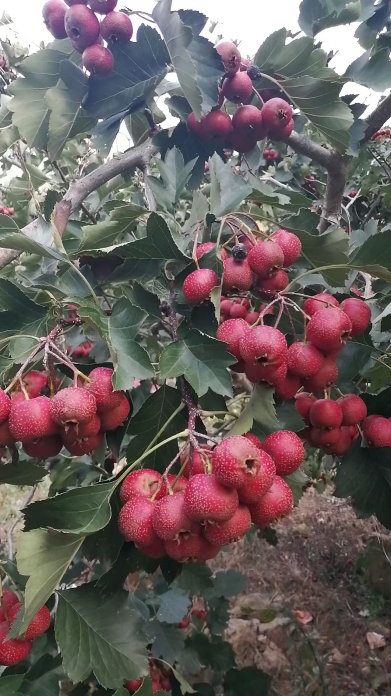 沂蒙山大山楂
