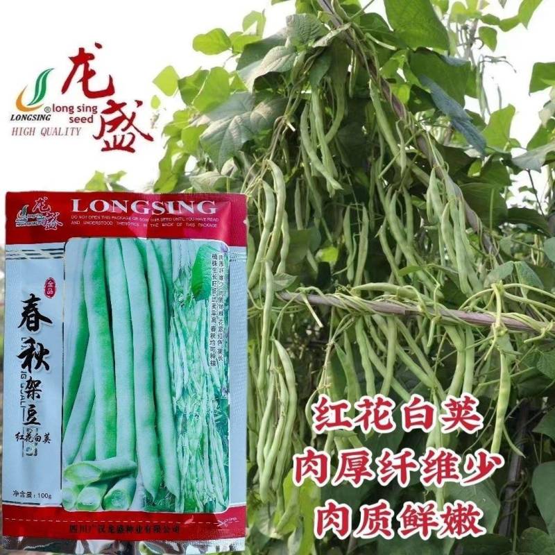 春秋红花白荚架豆种子早熟长荚嫩白豆角春秋高产四季豆种籽