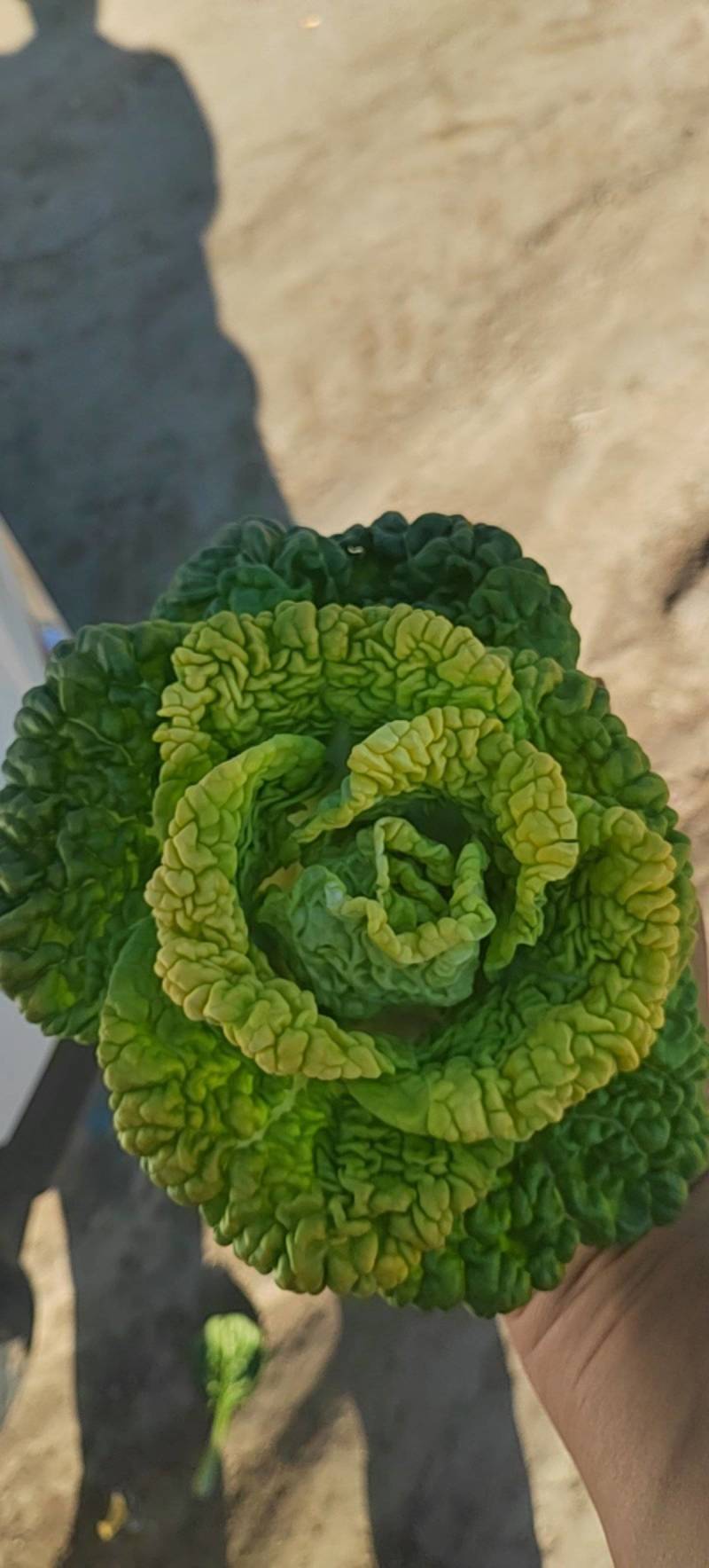 产地河北廊坊精品，黄心菜，大量上市，欢迎前来选购