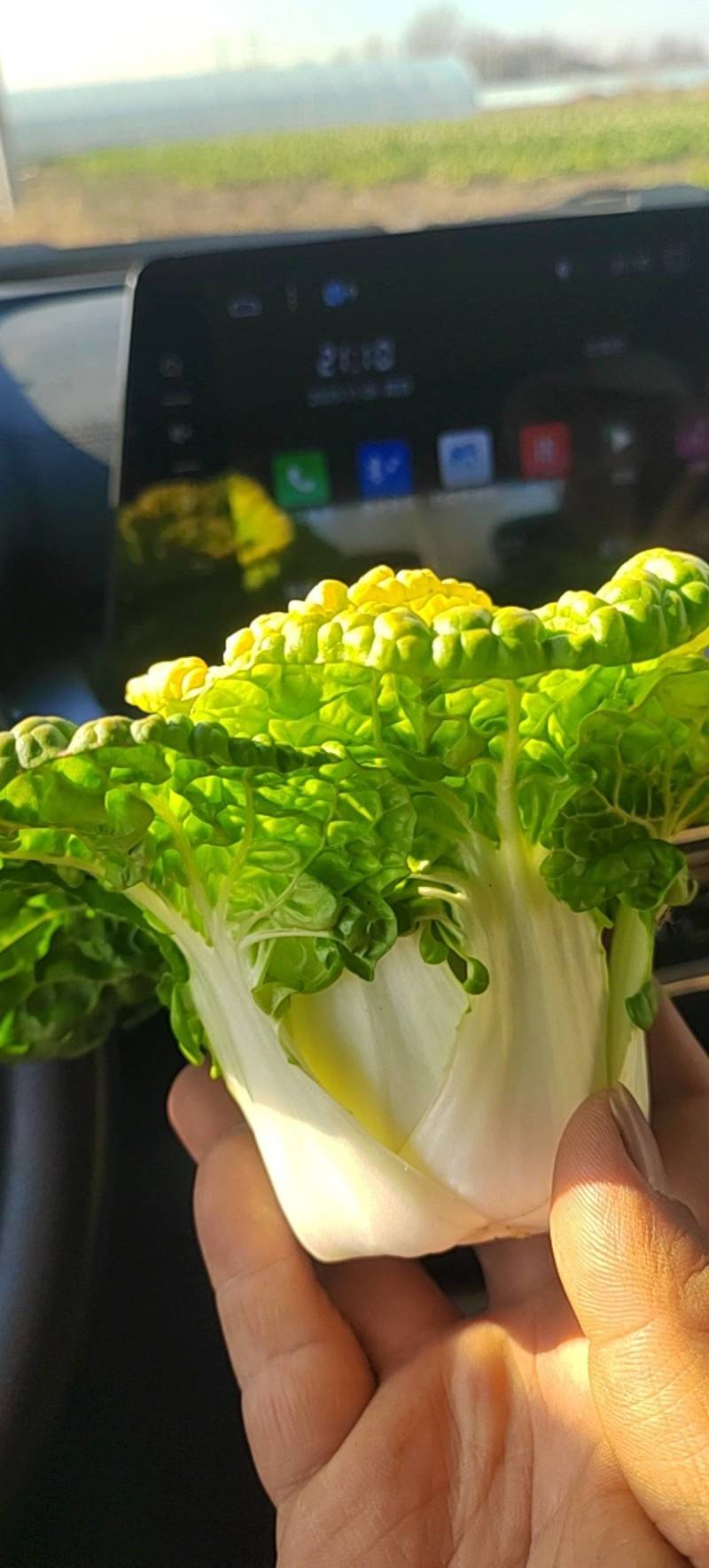 产地河北廊坊精品，黄心菜，大量上市，欢迎前来选购
