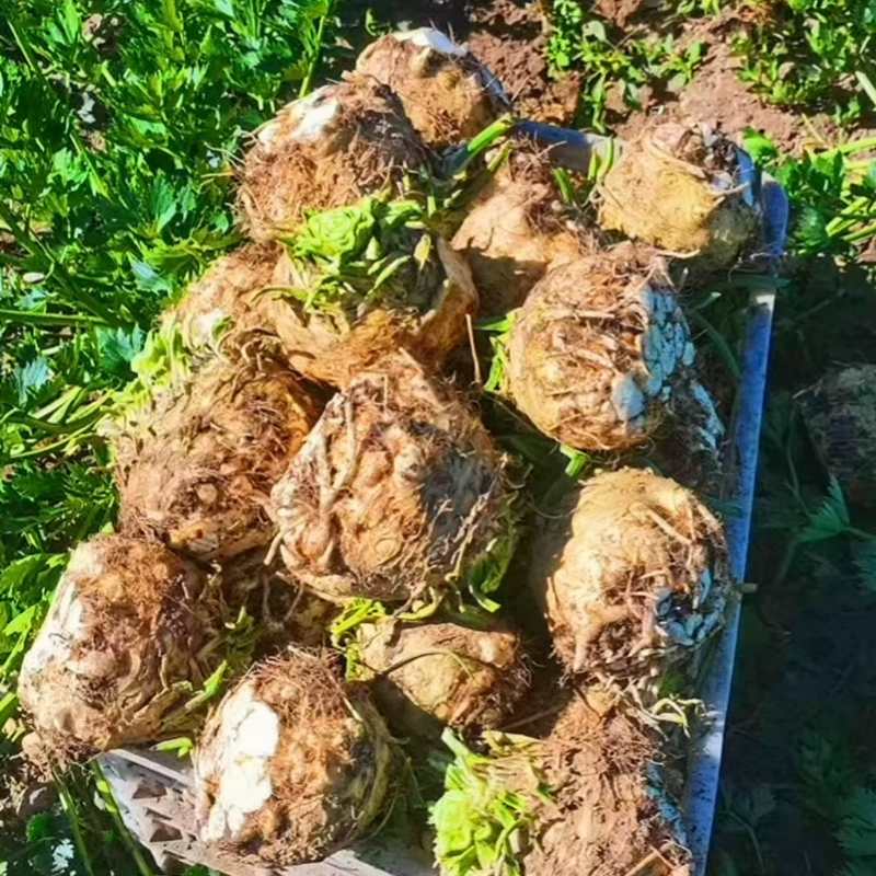 【优选根芹】寿光特色菜地中海根芹全国供应一件代发