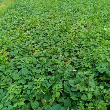 小香薯。