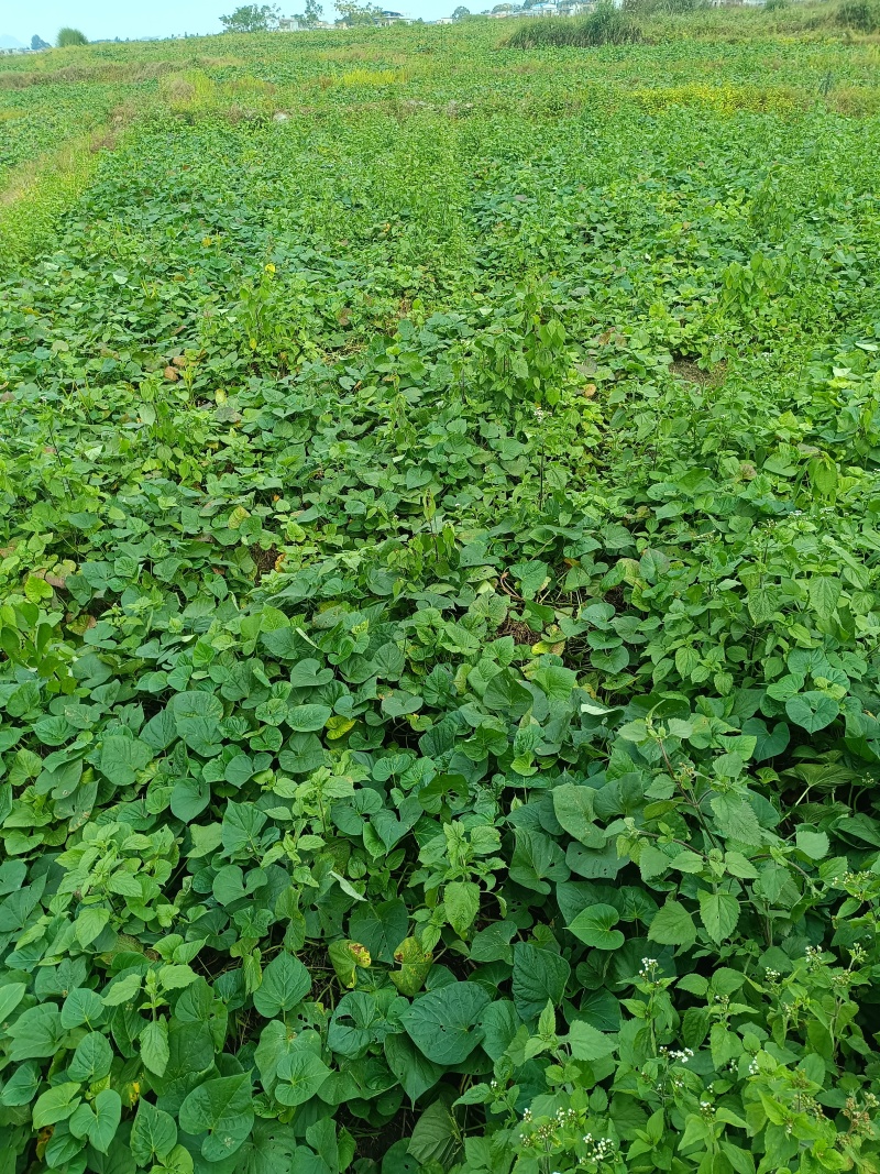 小香薯。