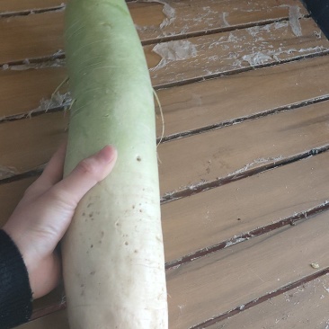 青头萝卜