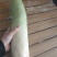 青头萝卜