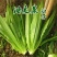 龙盛无斑厚叶油麦菜种子大叶鲜香油麦菜种籽春秋农家蔬菜种籽