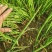 精品河西二红扁洋葱苗大量上市了，良心保证白露节后3天育苗