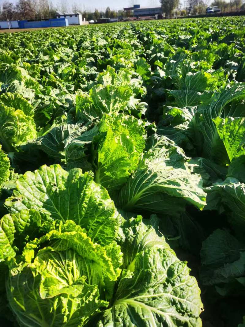 河北精品新三号大白菜产地直发价格便宜可视频看货