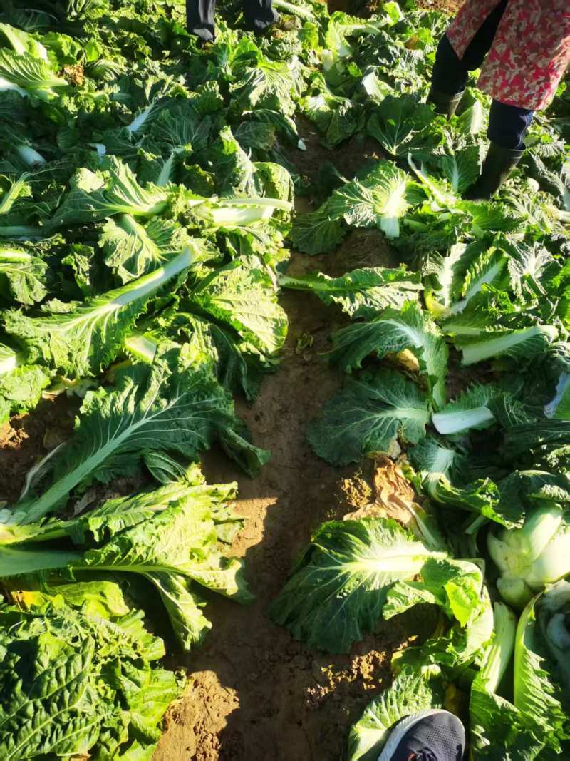 河北精品新三号大白菜产地直发价格便宜可视频看货