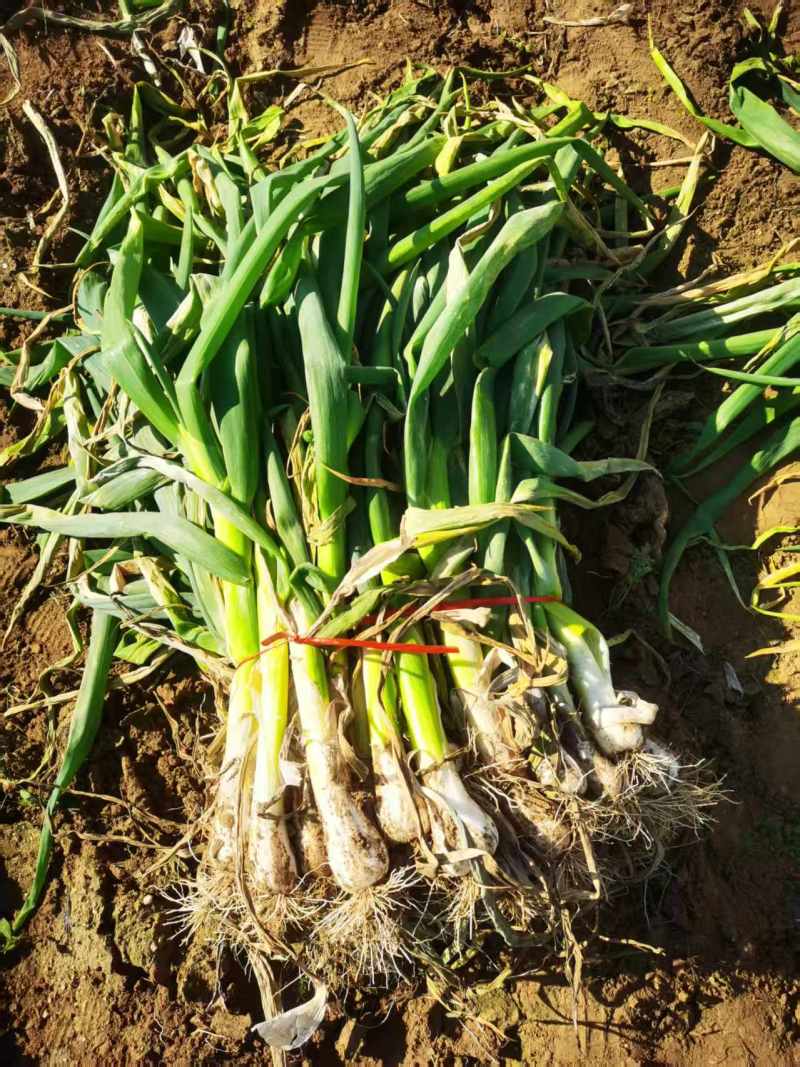 河北精品大葱钢葱产地直发一手货源质量保证全国发货
