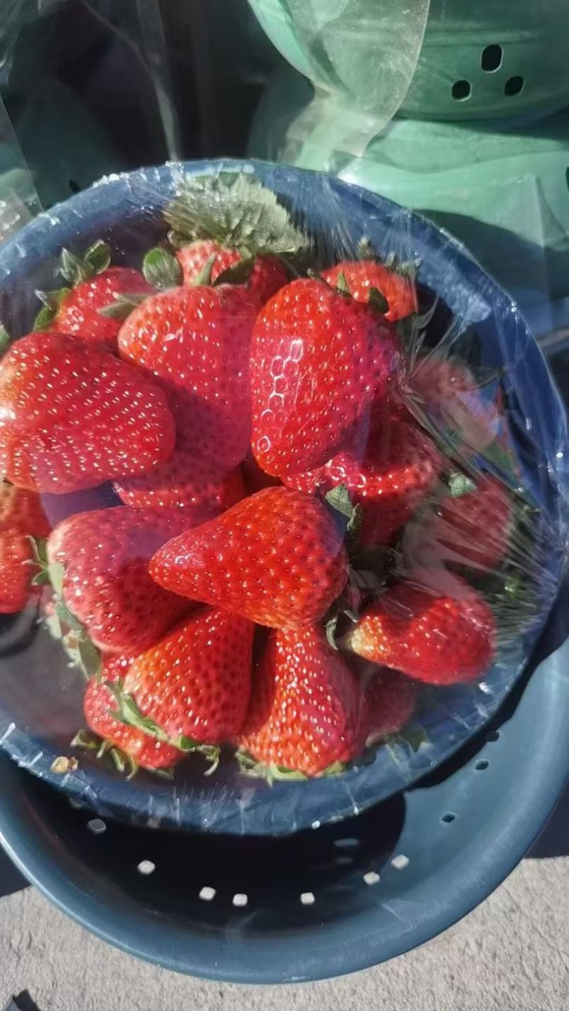 成都草莓，对接各大平台，市场，全国发货