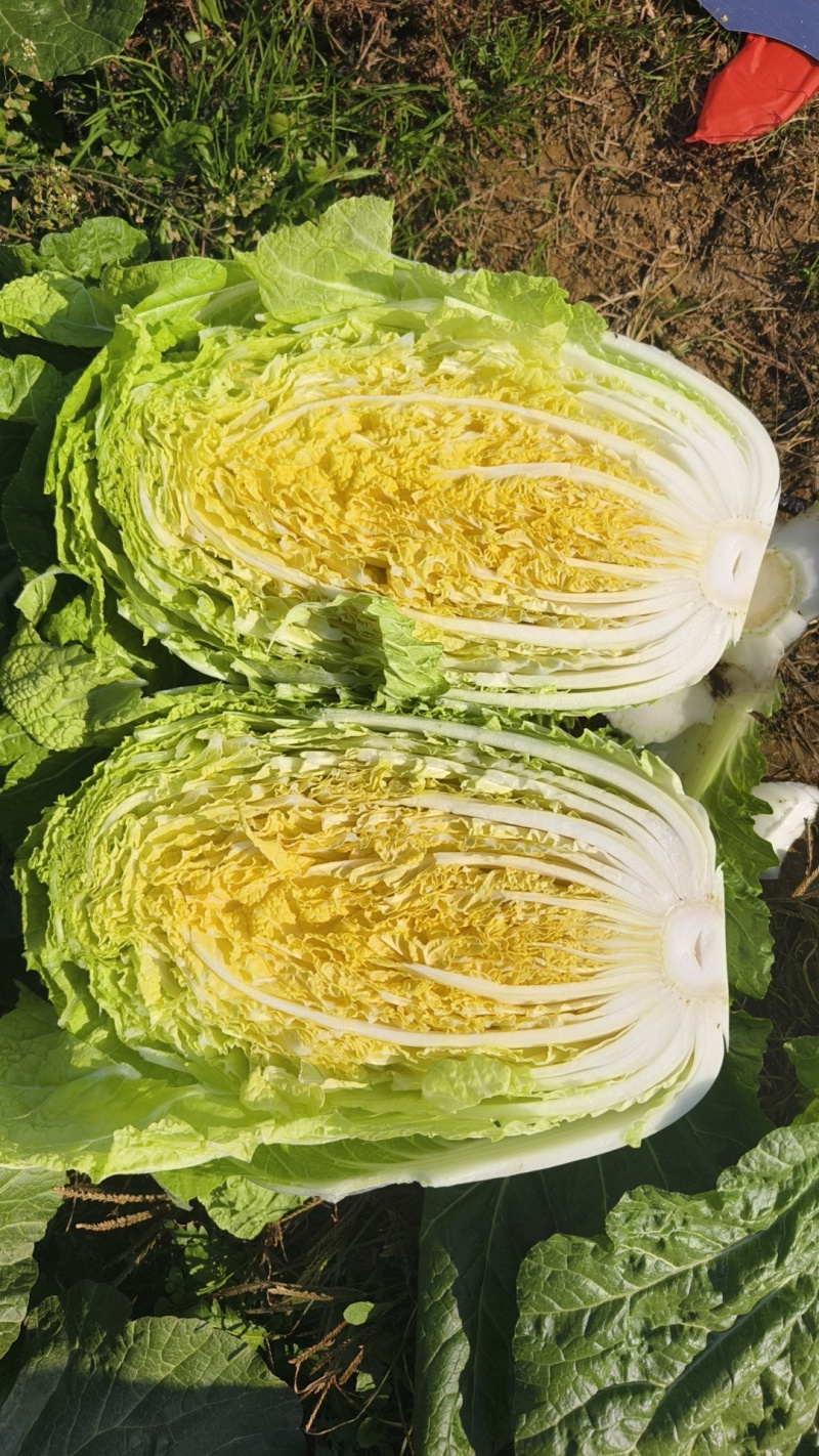 （山东白菜）黄心白菜/兰陵白菜/产地货源/装车走货一条龙