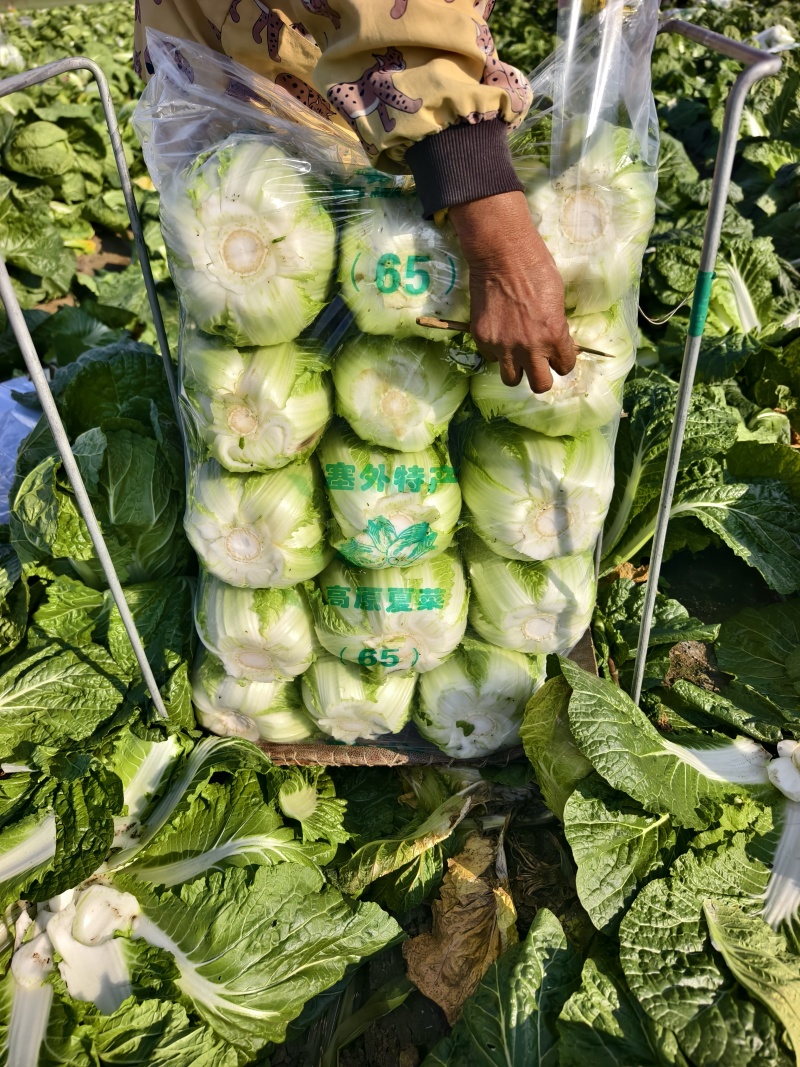 （山东白菜）黄心白菜/兰陵白菜/产地货源/装车走货一条龙