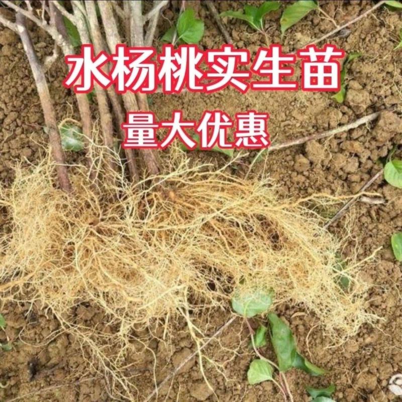 水杨桃砧木猕猴桃嫁接砧木苗水杨桃实生砧木苗水杨桃扦插实生苗