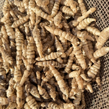 甘肃庆阳精品螺丝菜，宝塔菜玉环市场商超精品货