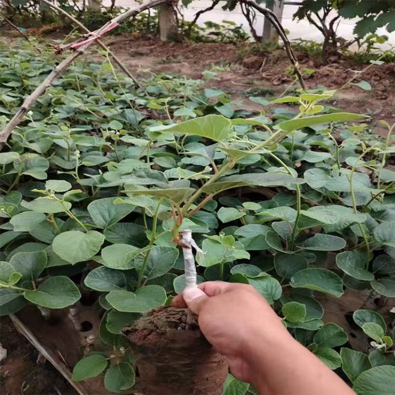 嫁接猕猴桃苗米良一号，瑞玉，翠玉