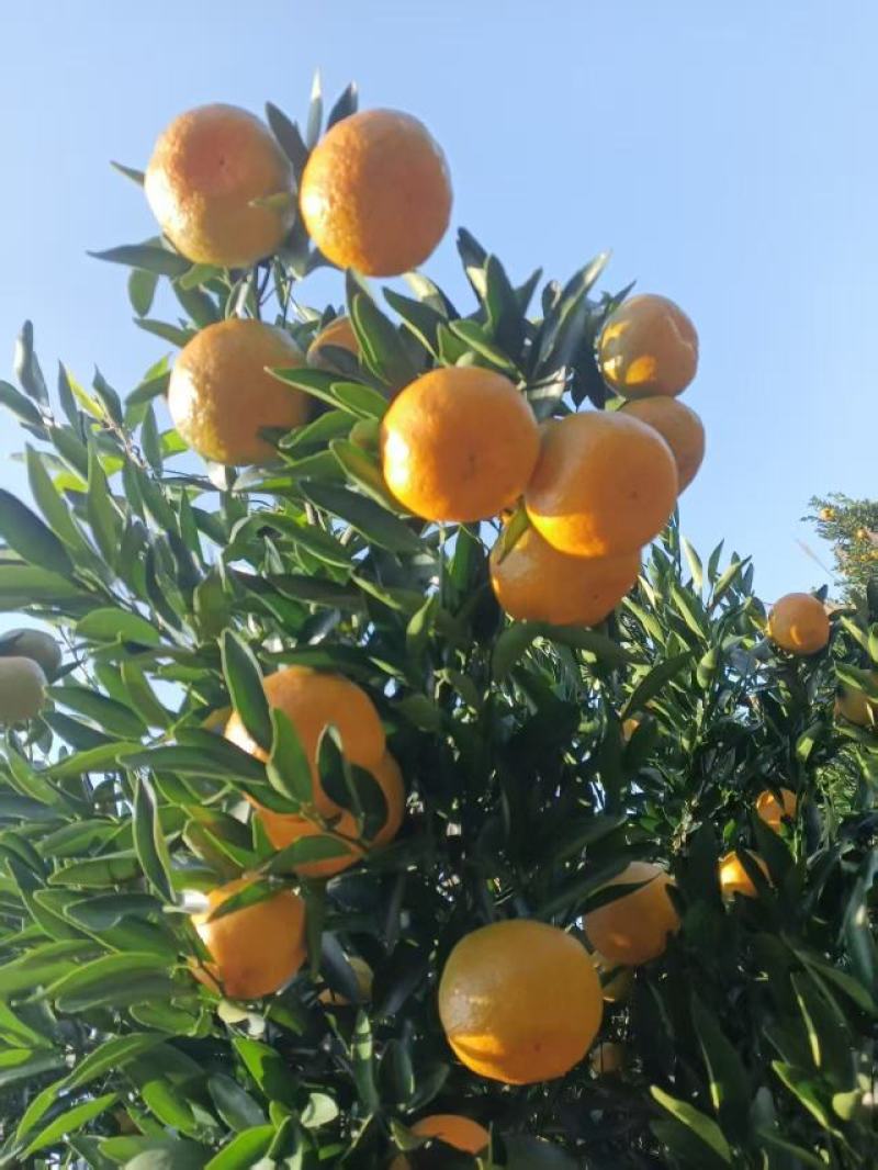 湖南碰柑现摘现发对接全国市场商超电商欢迎来电谈
